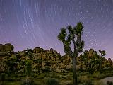 Joshua Tree 028